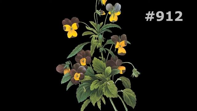 #912. Анютины глазки - самые лучшие цветы смотреть онлайн