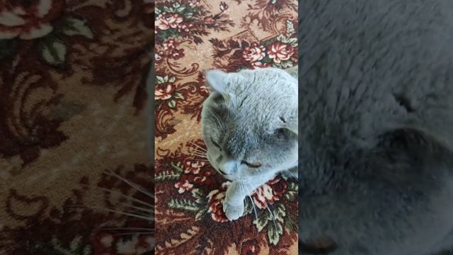 Кот Мурзик получил#ольгамурзик #дача #цветы #котик смотреть онлайн