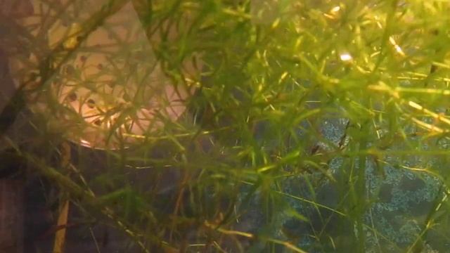 аквариумистика. смягчение воды смотреть онлайн