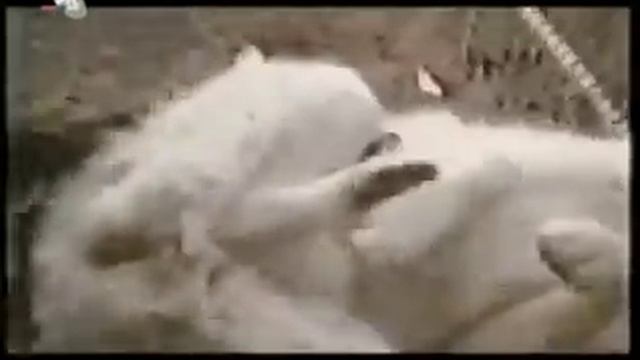 Dog vs Jaguar смотреть онлайн