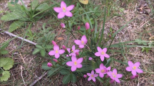 Echt duizendguldenkruid (Centaurium erythraea) - 2017-07-28 смотреть онлайн