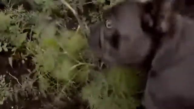 hihihi koperkowy piesek hihihihihihi смотреть онлайн