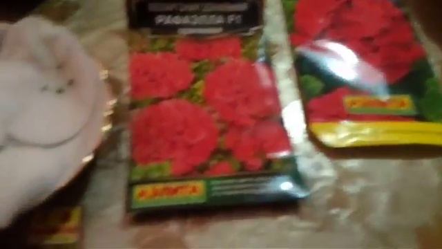 Очень быстрые всходы пеларгонии—залог хороших семян!!! смотреть онлайн