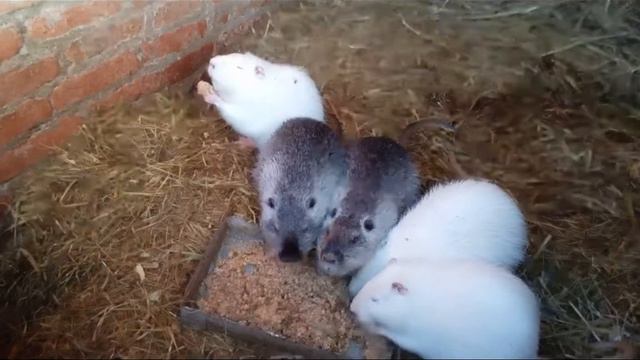 Утром очень хороший аппетит , нутрии завтракают.Балбесы вернулись. смотреть онлайн
