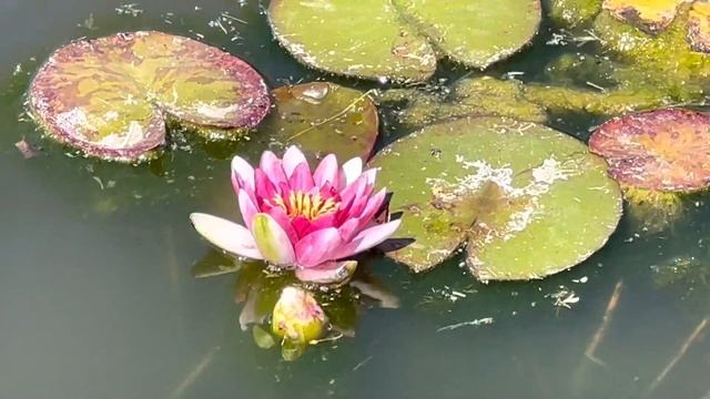 Новые цветы в нашем озере. Водяная Лилия. Лотос. смотреть онлайн