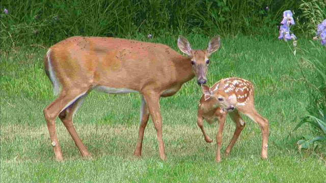 Animal Kingdom - Deer - Different types of Deer смотреть онлайн