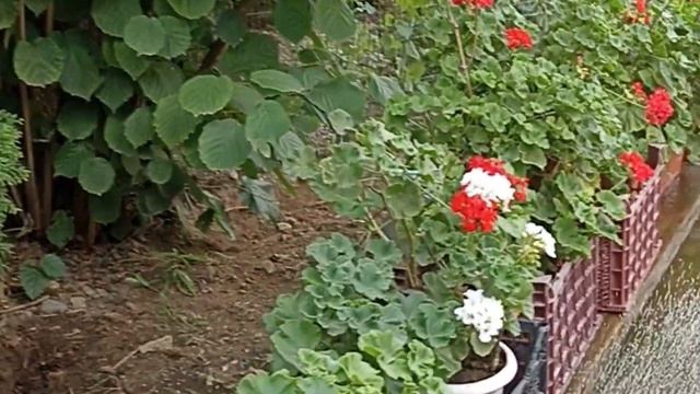 огурец Арагорн спасаю от жары.