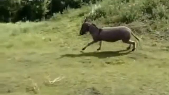 Серенада на осле.