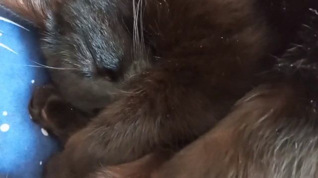 Как спят котики смотреть онлайн