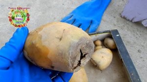 СРОЧНО! Защитите картофель от картофельной моли одной простой и доступной каждому процедурой