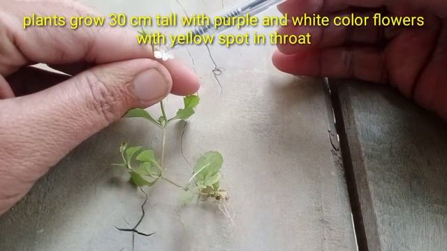 Mazus pumilus plant with detail floral description смотреть онлайн