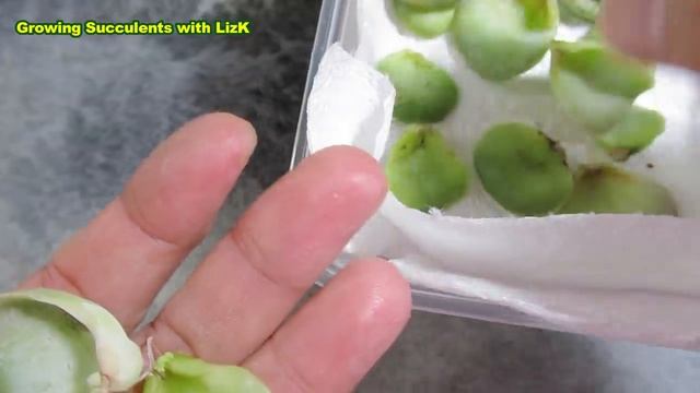 FAST GROWING SUCCULENT Graptoveria Lovely Rose - Plant Care And Propagation