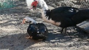 ИНДОУТКИ.... тонкости разведения