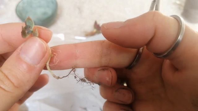спасаем умирающий суккулент !  Save A Dying Succulent!
