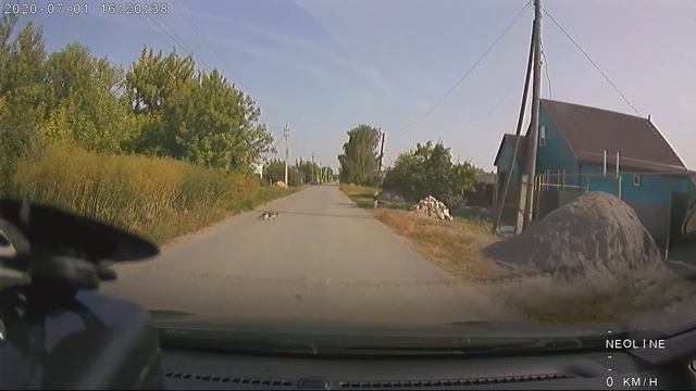 Кот 🐈 наперерез машине 3 смотреть онлайн