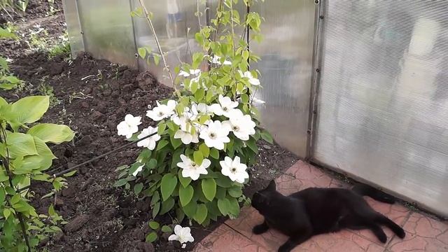 Клематис,как размножать черенками.Черенкование клематиса.