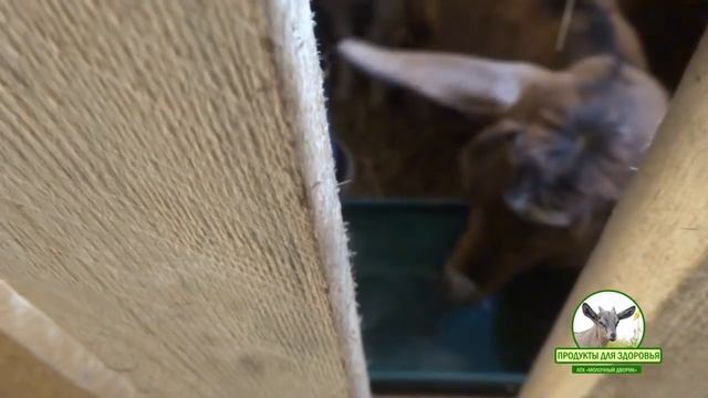 Автопоилка для коз, овец или КРС своими руками смотреть онлайн