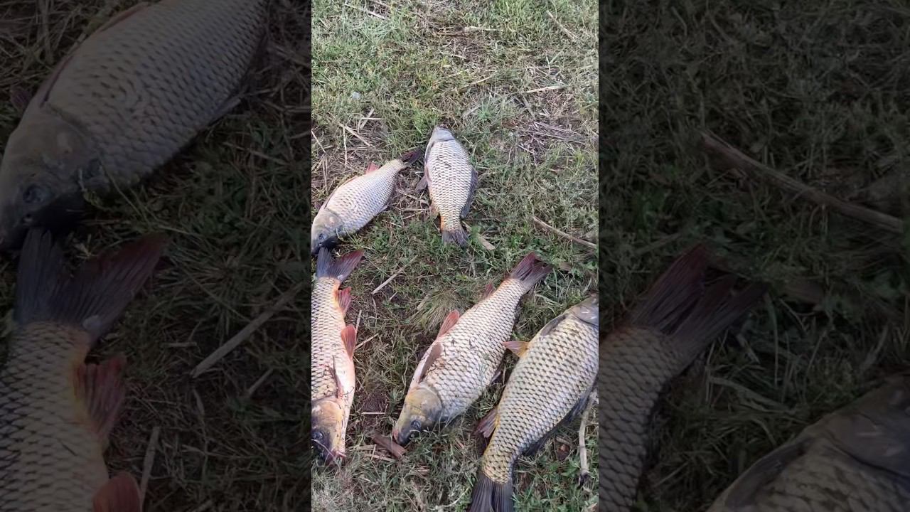 Диевка. Ловля сазана сегодня #ловлясазана #охотаназайца #охотанагуся смотреть онлайн