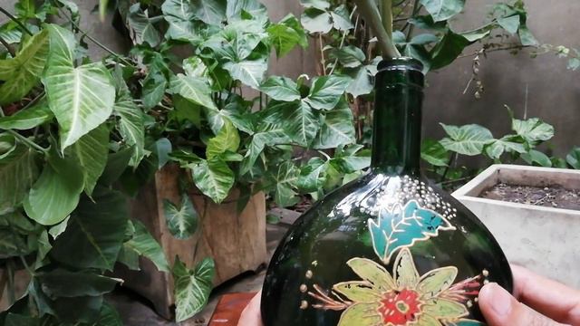 How to grow, care and propagation of Syngonium plant |Indoor House Plant смотреть онлайн