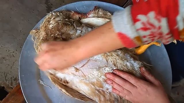 Когда резать уток чтобы без пеньков? Как быстро удалить колодку у утки. Взвешивание 55 и 60 дней смотреть онлайн