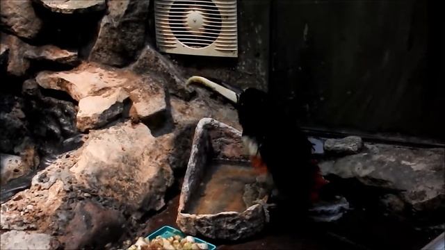 Черногорлые арасари в Тульском областном экзотариуме смотреть онлайн