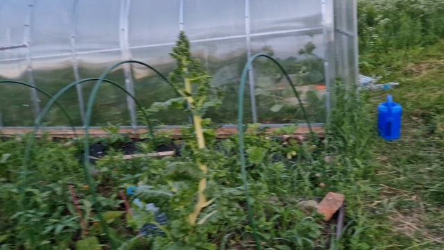 17 июня 2024.mp4