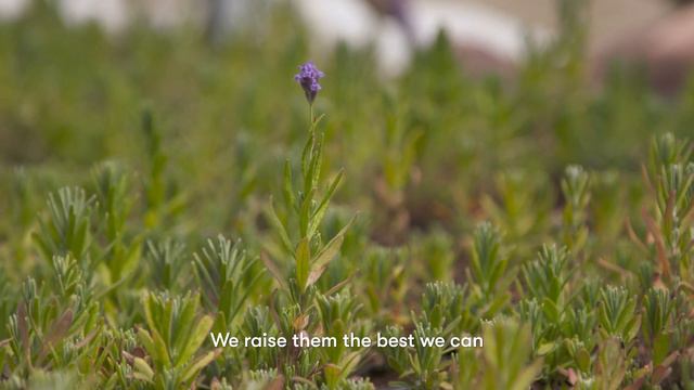 Join Us in the World Capital of Lavender смотреть онлайн