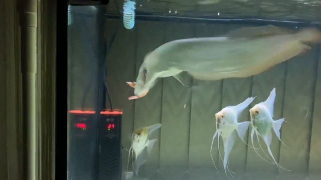 Арована серебристая -Арована серебряная (Osteoglossum bicirrhosum) смотреть онлайн