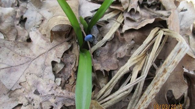 Пролеска сибирская (Scilla Sibirica)