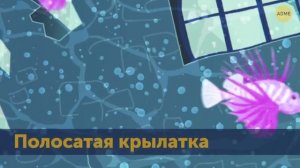 70+ необычных морских существ, которых вы будете бояться больше, чем акул