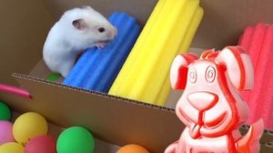 Хомяк прыгает в унитаз, убегая из тюрьмы через лабиринт с желейным Стасиком.