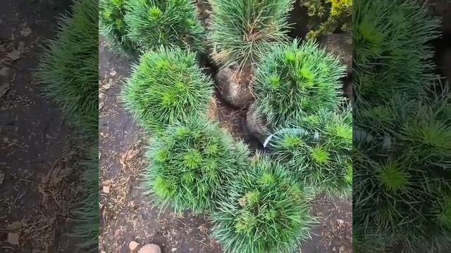 Сосна обыкновенная Грин Пингвин. смотреть онлайн