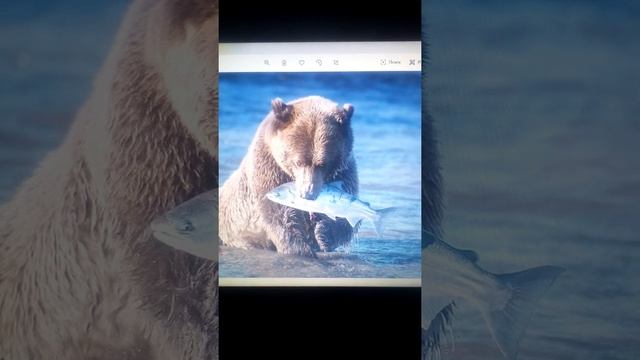 МЕДВЕДЬ ОТГРЫЗ ПЛАВНИК АКУЛЕ!!! смотреть онлайн