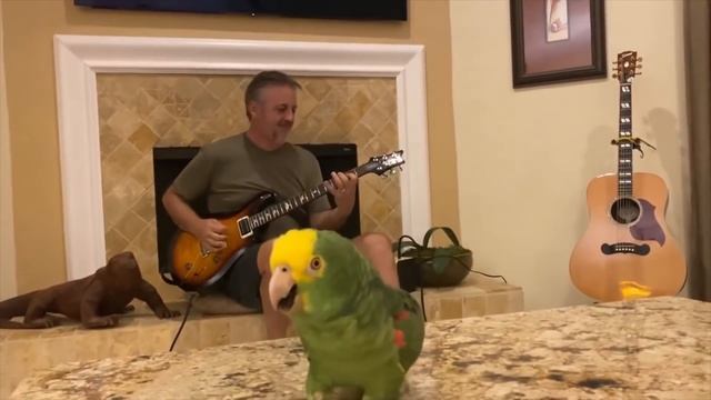 Попугай поёт рок под живую электрогитару. Кто говорит, что попугаи не поют? смотреть онлайн