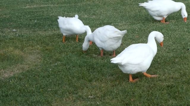 Panasonic Lumix DC-ZS70 (TZ90) - Best Vlogging Camera with 4K? смотреть онлайн