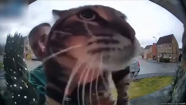 кот мяукает в камеру, но... смотреть онлайн