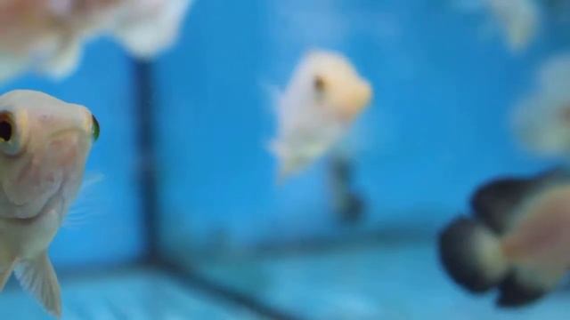 Astronotus Ocellatus Albino - Oscar Tigre Albino 7,0 - 8,0cm смотреть онлайн