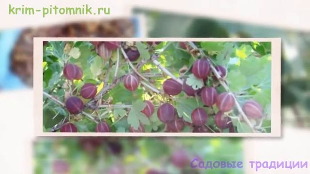 Где купить саженцы персика с доставкой Крым смотреть онлайн
