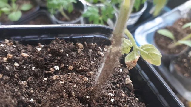 Обзор рассады и Оэдема на томатах Как выглядет томат с оэдемой!