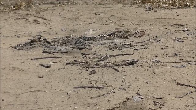 Cicindela repanda repanda 1 смотреть онлайн