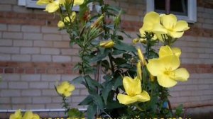 Энотера - лунный цветок!