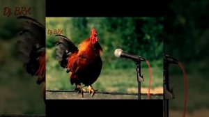 chicken song 2023 |chicken dancing part 3 |
