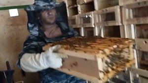 Работа с пчелами в павильоне "Берендей"