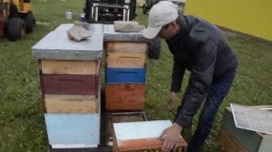 Промышленное пчеловодство в Алтайском крае