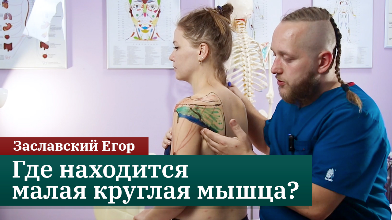 Малая круглая мышца. Онлайн-курс по анатомии для массажистов и кинезиологов. Заславский Егор смотреть онлайн