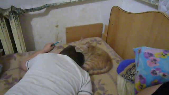 ЧЕЛОВЕК МОЖЕТ СТАТЬ ДЛЯ КОТА СВОИМ смотреть онлайн