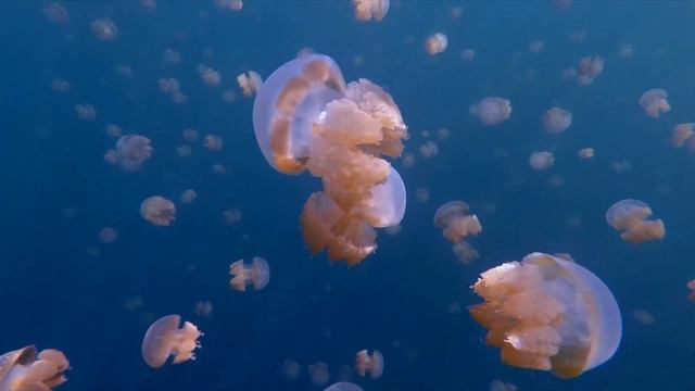 Jellyfish Lakes In Indonesia - Kakaban, Misool