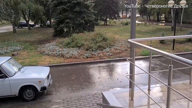 Раду посадили на цепь! Подобрала Микки с улицы. Бобка-батон очень ищет мам и пап? смотреть онлайн
