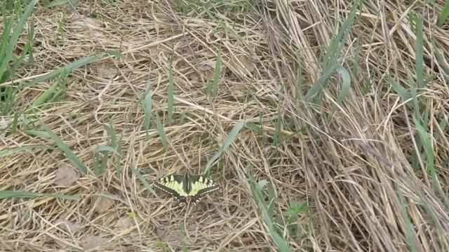 Махаон - самая крупная бабочка в России после парусника Маака, которых обитает на Дальнем Востоке. смотреть онлайн