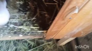 Самые дешёвые способы дезинфекции кроличьих клеток! //для чего  нужно дезинфицировать клетки!?